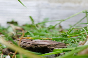 bark shard with white cement background and green grass middle ground
