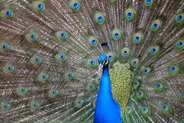 Obraz premium A Peacock in a french parisian garden in the beginning of march 2020