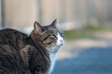 見つめる野良猫