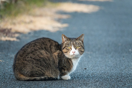 のら猫」の写真素材 | 26,549件の無料イラスト画像 | Adobe Stock