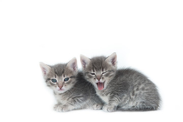 two cute fluffy gray little funny kitten cat sitting on a white isolated background one of them yawns