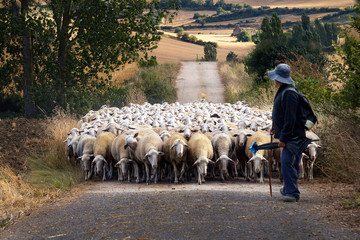 Shepherd And His Flock