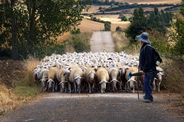 Fotobehang A Shepherd and his flock of sheep walking down the path in Navarra, Northern Spain © Cristina