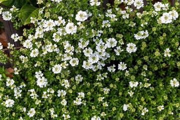 Obraz na płótnie Canvas Busch mit weißen Blüten