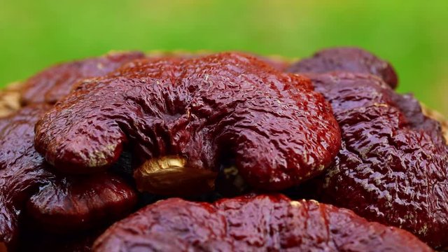 rotation Lingzhi mushroom in basket