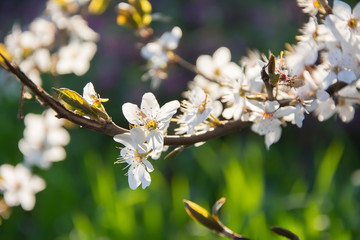 Apple branch with flowers in sunset. Spring briht photo