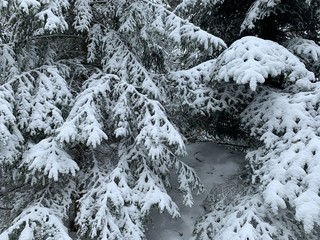 Snowy pine tree branches in the forest, natural colors