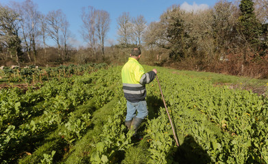 Agricultor recogiendo cultivos