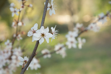 Apple bloom flowers close. Calm spring photo