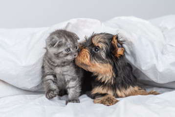 Yorkshire Terrier puppy licking kitten  under warm blanket