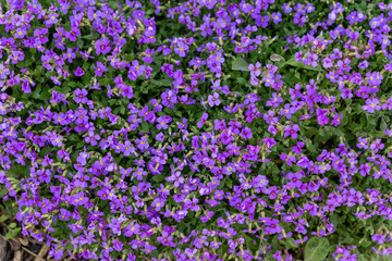 Naklejka premium Busch mit lila Blüten