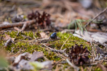 the beetle travels