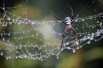 Argiope Aurantia