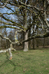 March 2020 walk around Petworth park