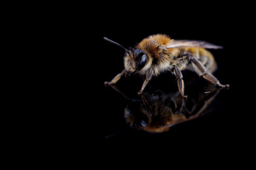 Bee on a black background - 331951088