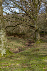 March 2020 walk around Petworth park