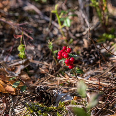 red berry cranberries