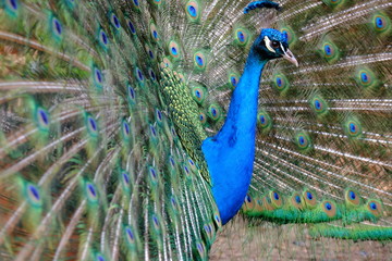 Obraz premium A Peacock in a french parisian garden in the beginning of march 2020
