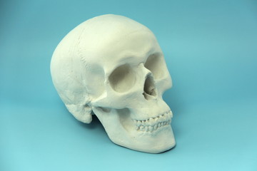 White human skull made of plaster on a blue background. The concept of health, medicine, life and...