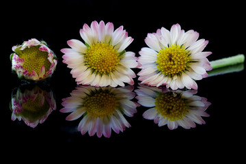 Three daisies on a black background - 331951268