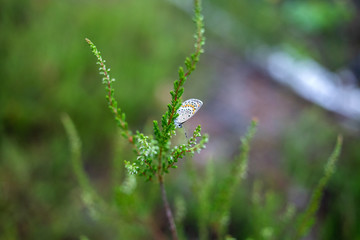 butterfly on green grass