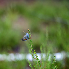 blue butterfly on green grass