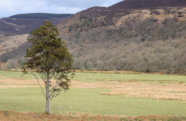 Landscape of Ireland in springtime. Natural reserve.