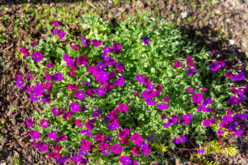 Busch mit lila Blüten