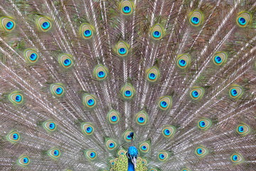 Fototapeta premium The wheel of the peacock