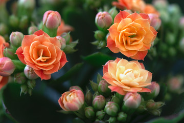 Three blooming Kalanchoe buds