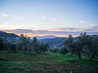 Olive trees at sunrise growing on mountain hill in Spain
