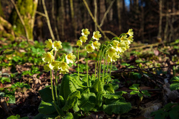schlüsselblume