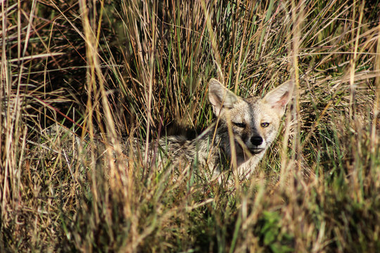 Pampas Fox (Lycalopex gymnocercus) hidden in tall grass, Iber&aacute; wetland, Corrientes, Argentina