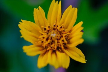 Jacobaea vulgaris , ragwort, common ragwort , stinking willie, tansy ragwort, benweed