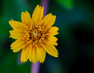 Jacobaea vulgaris , ragwort, common ragwort , stinking willie, tansy ragwort, benweed