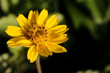Jacobaea vulgaris , ragwort, common ragwort , stinking willie, tansy ragwort, benweed