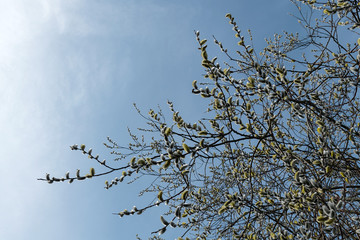 Weidenkätzchen mit Biene im Frühling
