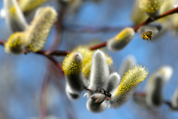 Weidenkätzchen mit Biene im Frühling