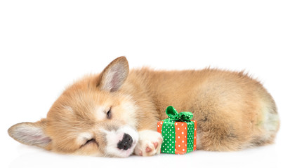 Pembroke welsh corgi puppy sleeps with gift box. isolated on white background