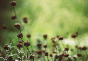 Natural abstract sunny background
