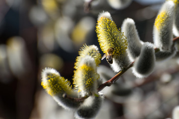 Weidenkätzchen mit Biene im Frühling