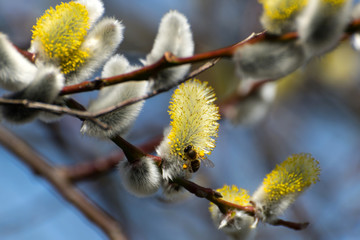 Weidenkätzchen mit Biene im Frühling