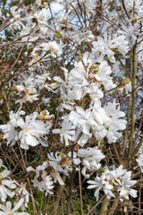 Baum mit weißen Blüten