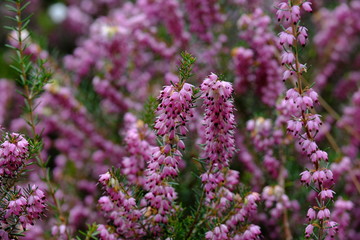Obraz premium Some flowers in Paris in the first day of spring.