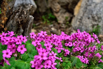 Mediterranean flowers right next to the decorated stone-walk in Omis, Dalmatia, Croatia, Europe