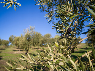 Olive tree in olive garden in Spain