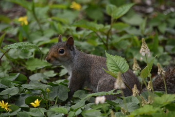 Squirrel in Central Park
