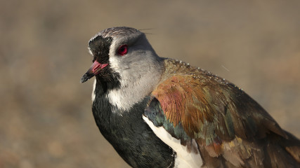Tero en Punta Arenas