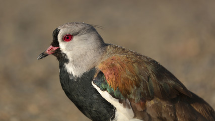 Tero en Punta Arenas