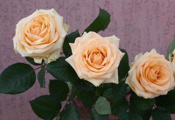 Against the background of a pink plastered wall, a bouquet of beautiful fresh roses.